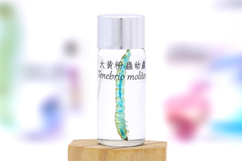 透明生物标本 - 大黄粉虫幼虫 Tenebrio molitor - 摆饰 - 玻璃 