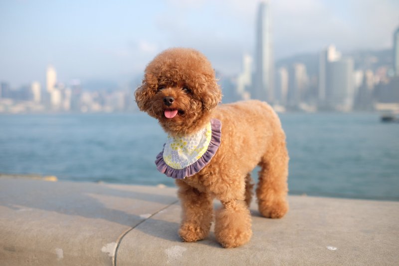 花花 x 紫边 双面花边口水坚 - 项圈/牵绳 - 棉．麻 