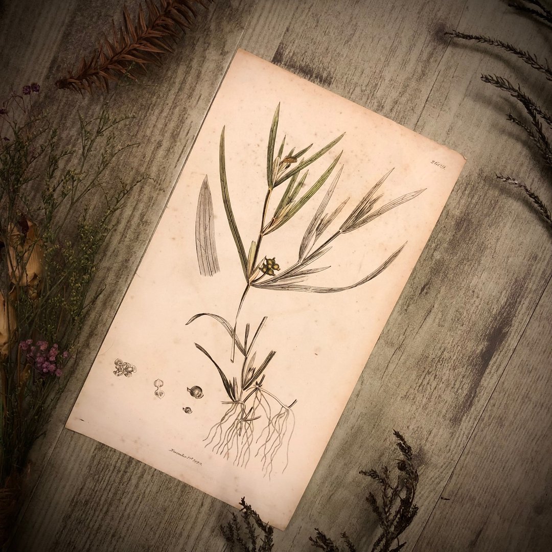 英国出版English Botany百年植物版画 - 其他 - 纸 绿色