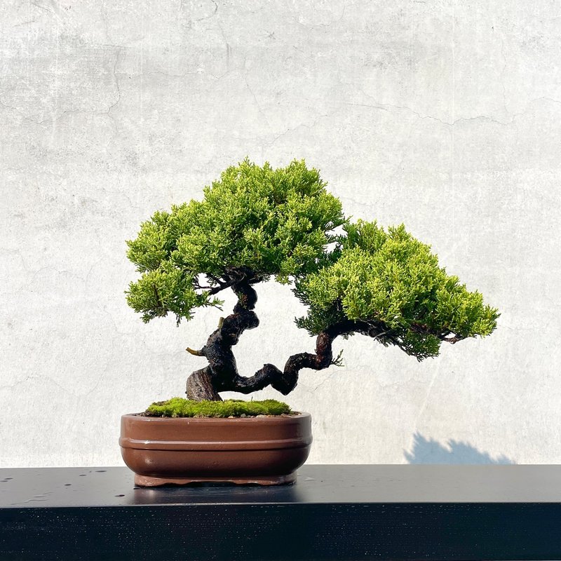 小品盆栽 - 系鱼川真柏 盆景 送礼 - 植栽/盆栽 - 植物．花 