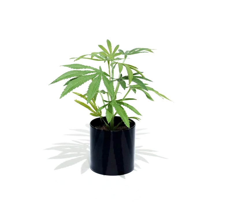 Pot Plant Clone仿真大麻幼株盆栽(黑圆盆) - 植栽/盆栽 - 其他材质 绿色