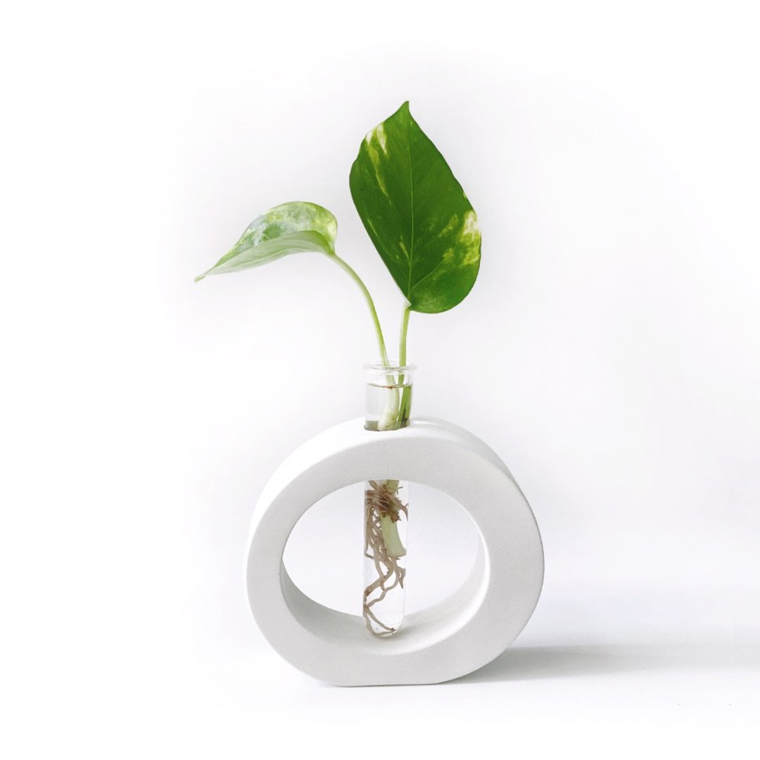 纯灰系列 | 黄金葛 室内水培植栽 圆圈水泥水耕花架 - 植栽/盆栽 - 植物．花 灰色