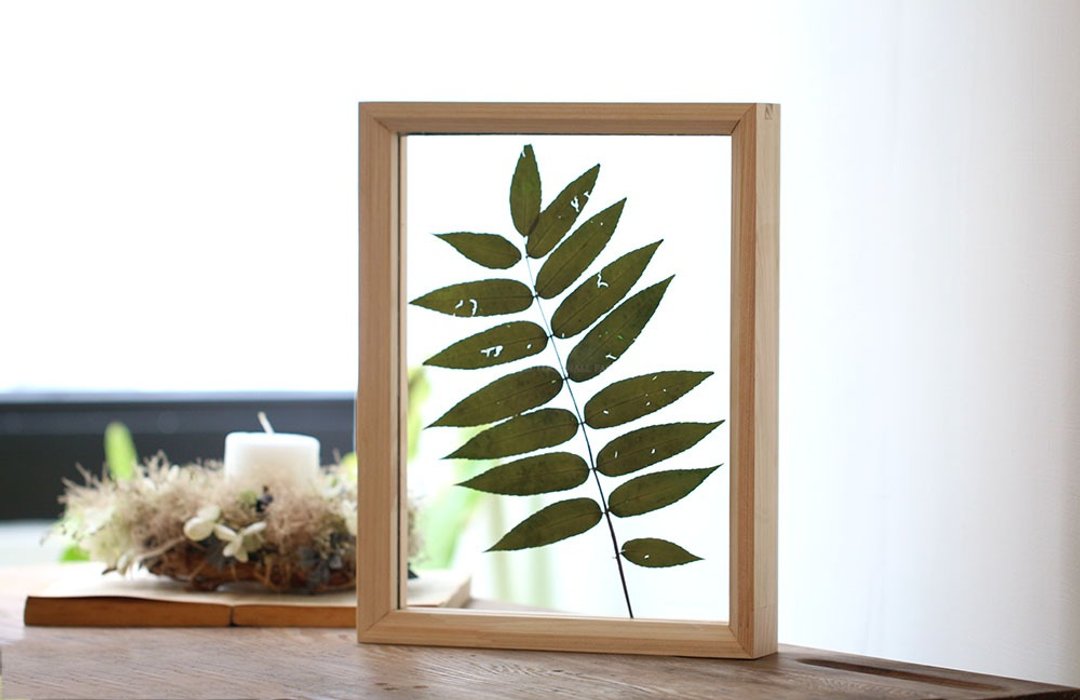观叶植物图鉴∣香椿叶∣玻璃镶崁∣香椿叶标本含日桧木框 - 干燥花/捧花 - 植物．花 