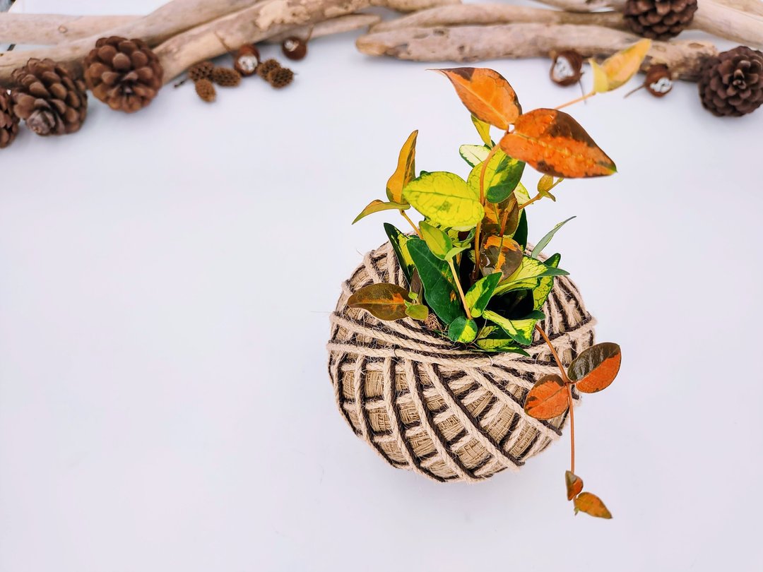 黄金络石苔球│板植│阳台植物│喜光植物│观叶植物 - 植栽/盆栽 - 植物．花 多色