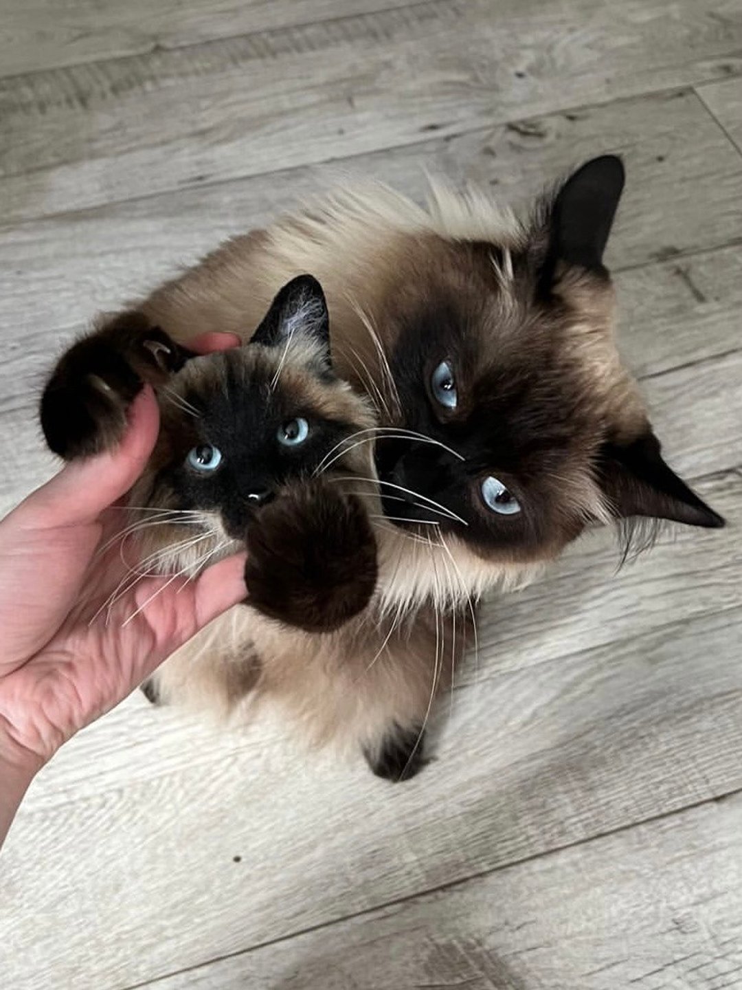 Cat brooch from photo. Custom pet portrait from photo. - 胸针 - 羊毛 