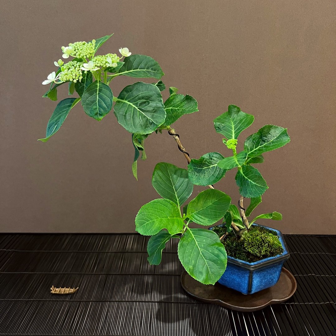 日本紫阳花∣森の泉 A 山野草盆栽 - 植栽/盆栽 - 陶 