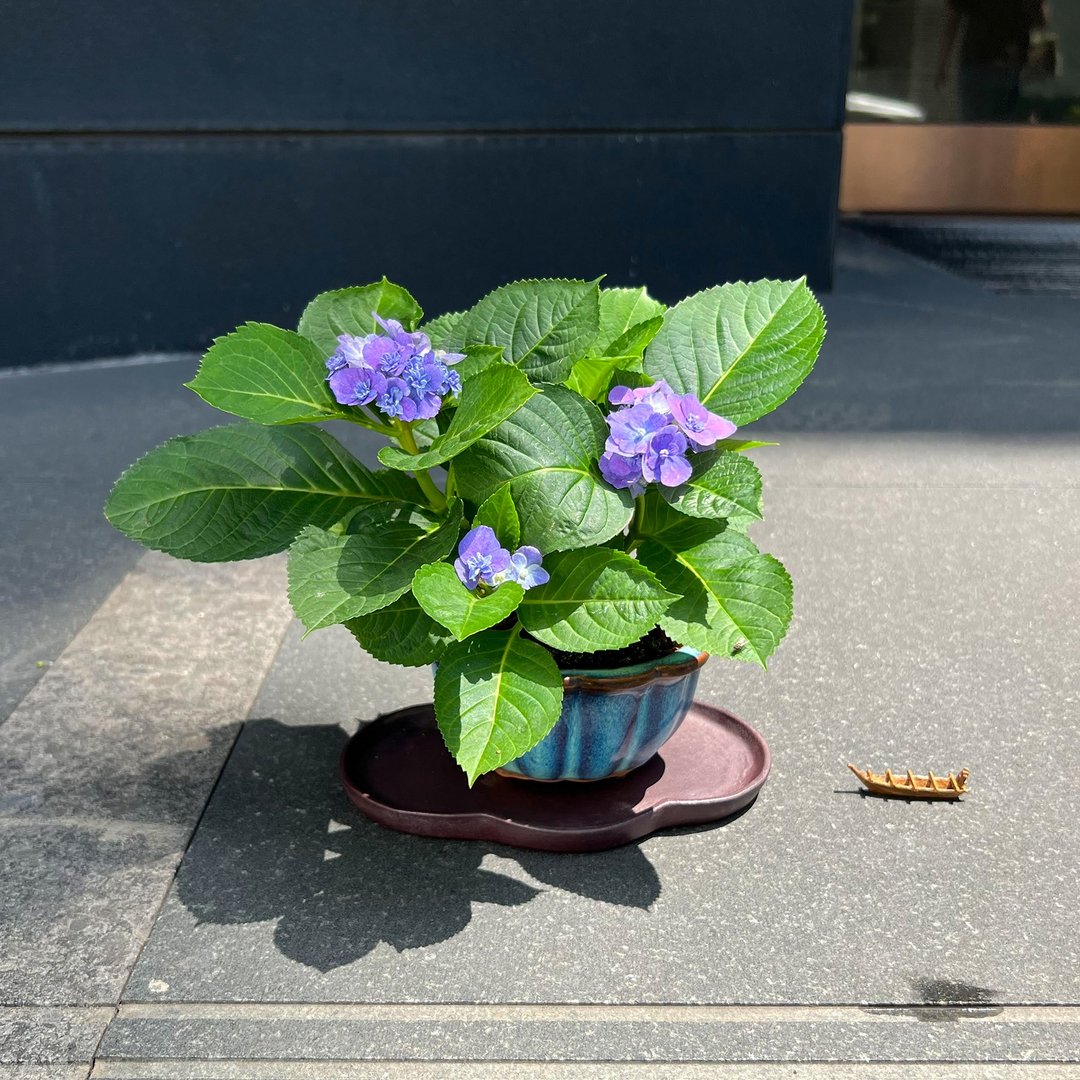 紫阳花∣大理石纹泡泡 洋绣球盆栽 开花中 - 植栽/盆栽 - 陶 