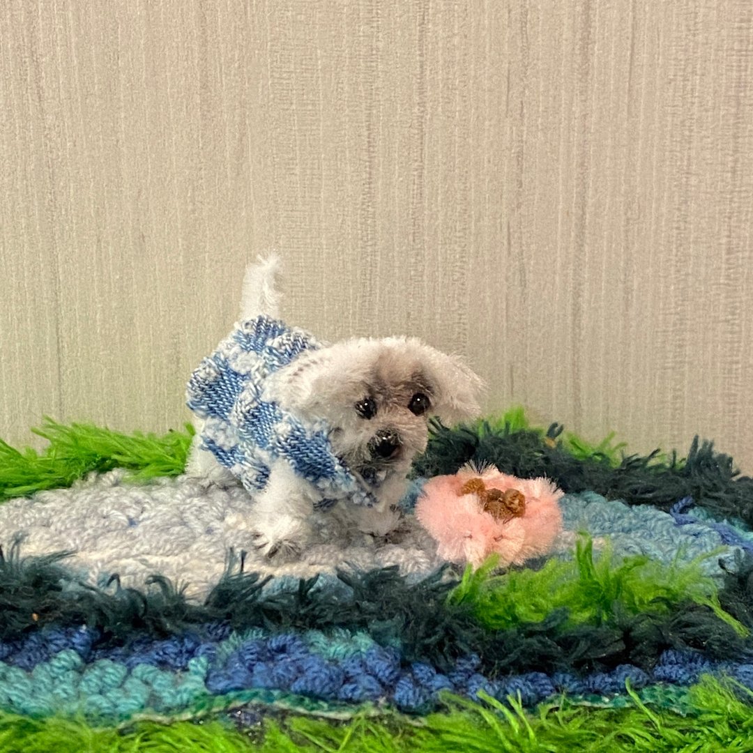宠物娃娃定制: 订制迷你白色雪纳瑞/白西施+蓝色衣服+狗碗 - 其他 - 其他材质 白色