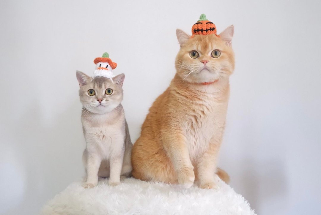 SPOOKY HATS，钩编万圣节主题宠物帽子，手工编织。 - 衣/帽 - 羊毛 橘色