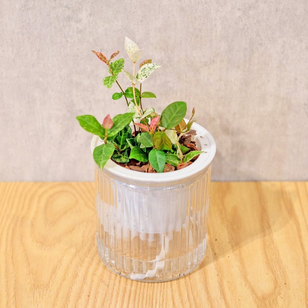 班叶络石 初雪葛 免浇水盆栽 室内植物 观叶植物 礼物 办公室小物 - 植栽/盆栽 - 植物．花 
