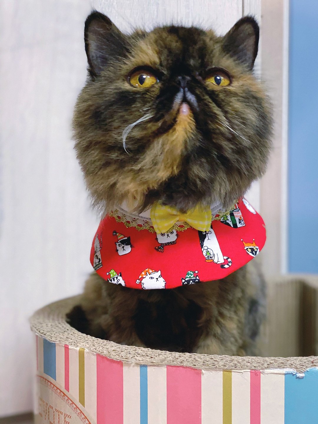 捣蛋猫咪过圣诞 猫咪专用小领子 围巾 项圈 红色款 - 衣/帽 - 棉．麻 红色