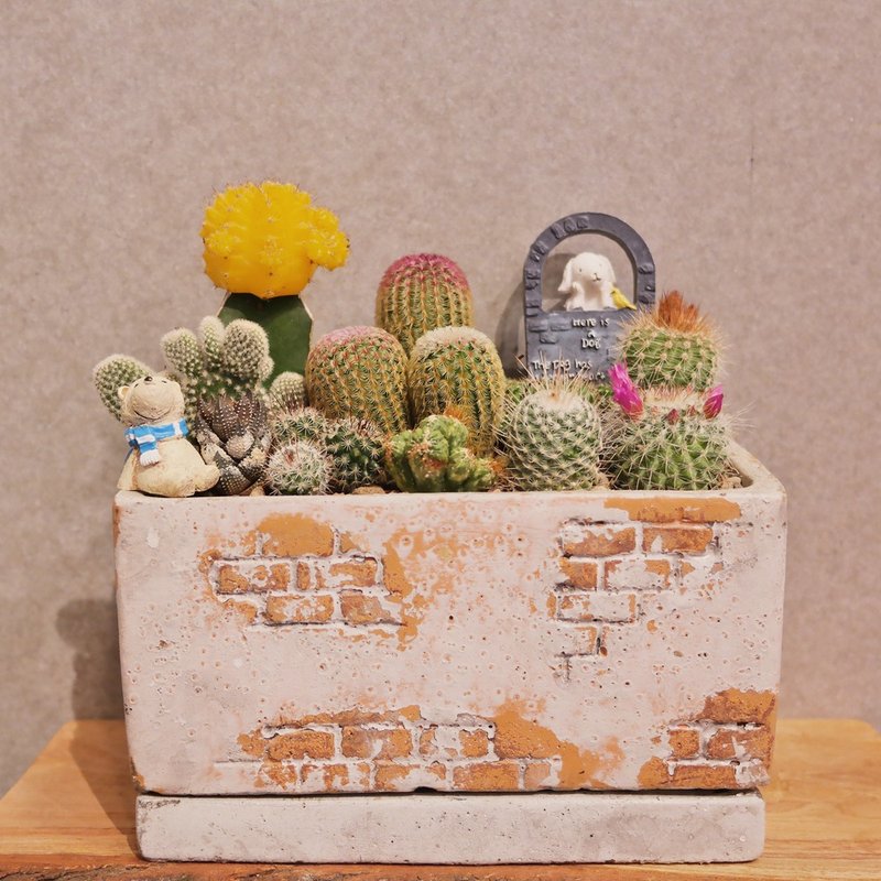 豆豆多肉植物-疯杂货系列-复古砖墙植栽组 - 植栽/盆栽 - 水泥 灰色