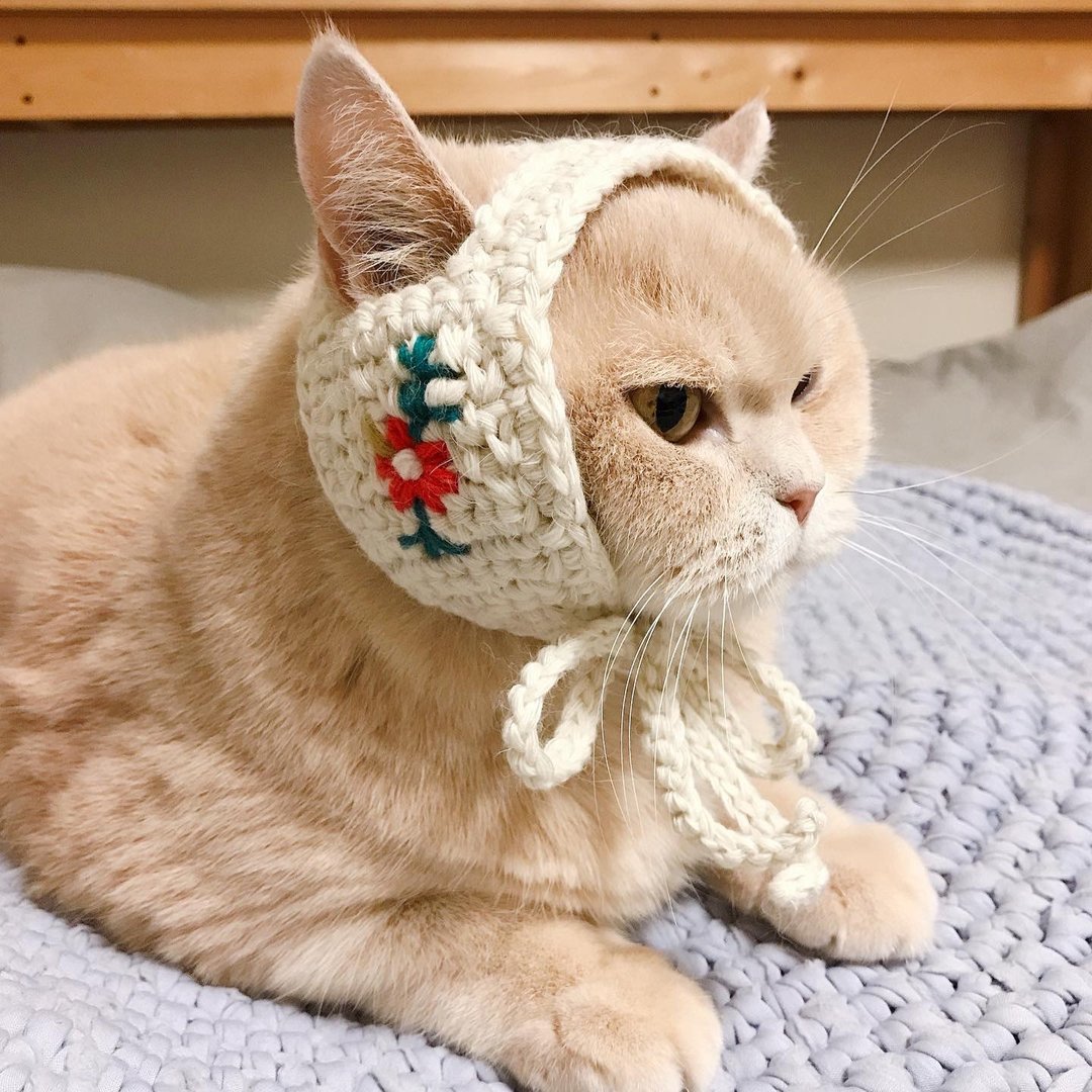 Korean Designer Brand 花刺繡寵物耳罩頭飾 貓狗適用 - 衣/帽 - 羊毛 