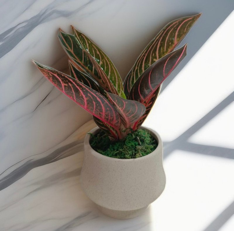 事事如意 吉祥平安 如意盆栽 送礼开幕自用摆设 - 植栽/盆栽 - 陶 