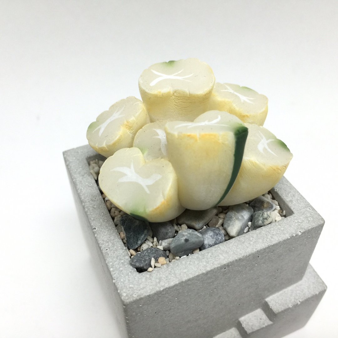 仿生黏土多肉植物 百合科 万象锦 - 摆饰 - 粘土 