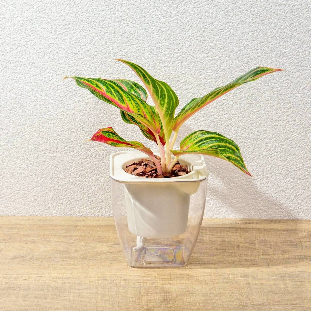 火狐狸粗肋草 免浇水方形盆栽 室内植物 观叶植物 礼物 盆栽 办公 - 植栽/盆栽 - 植物．花 绿色