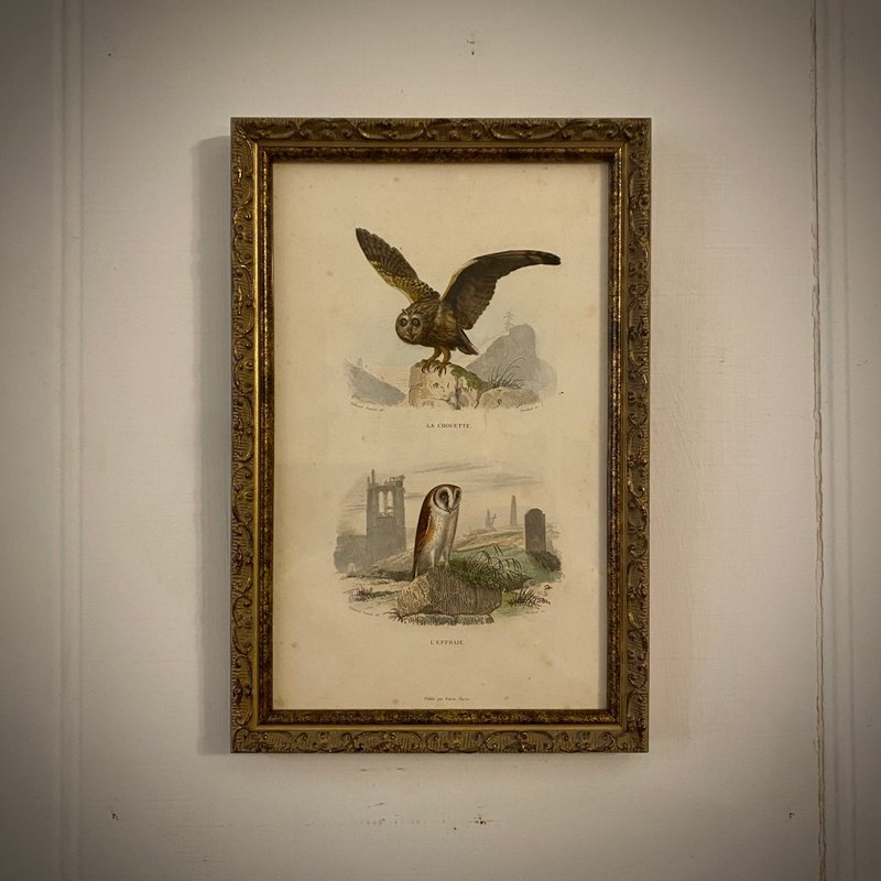 法国百年鸟类雕刻手工上色/猫头鹰-重新裱框版画 - 墙贴/壁贴 - 纸 卡其色