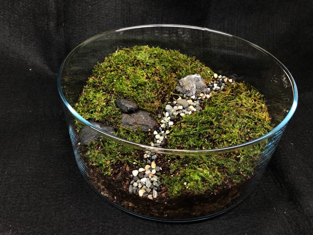 苔藓生态缸-青青草原款 - 植栽/盆栽 - 植物．花 绿色