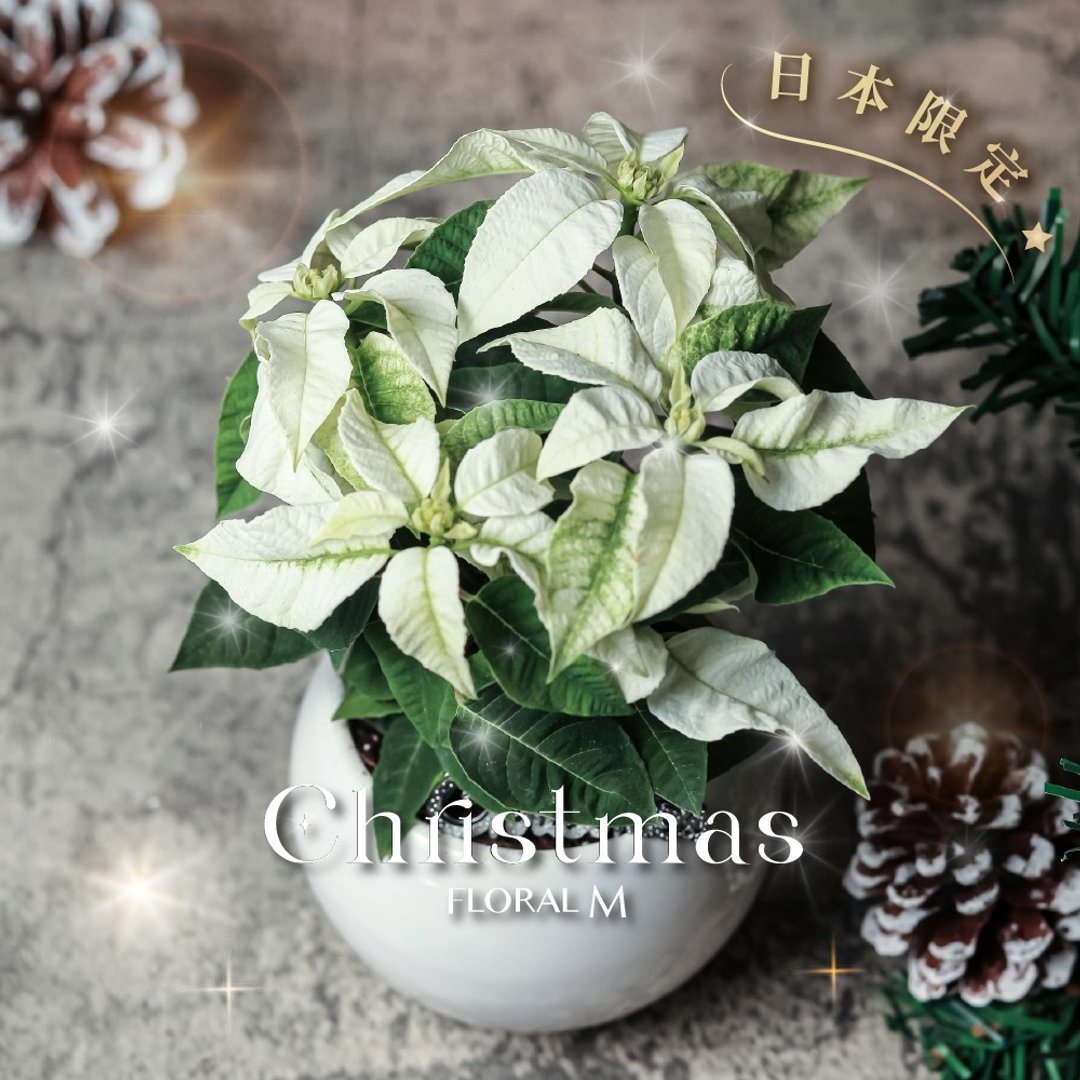 日本进口雪花白圣诞红盆栽花礼 - 植栽/盆栽 - 植物．花 粉红色