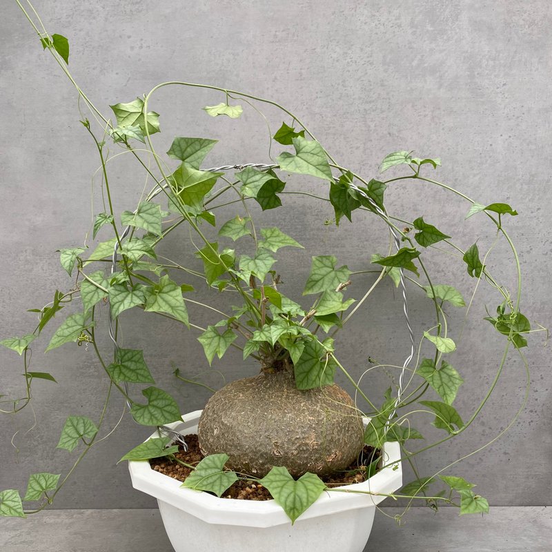 哈密瓜(大) | 葫芦科 | 多肉 块根 | Gerrardanthus macrorrhizus - 植栽/盆栽 - 植物．花 