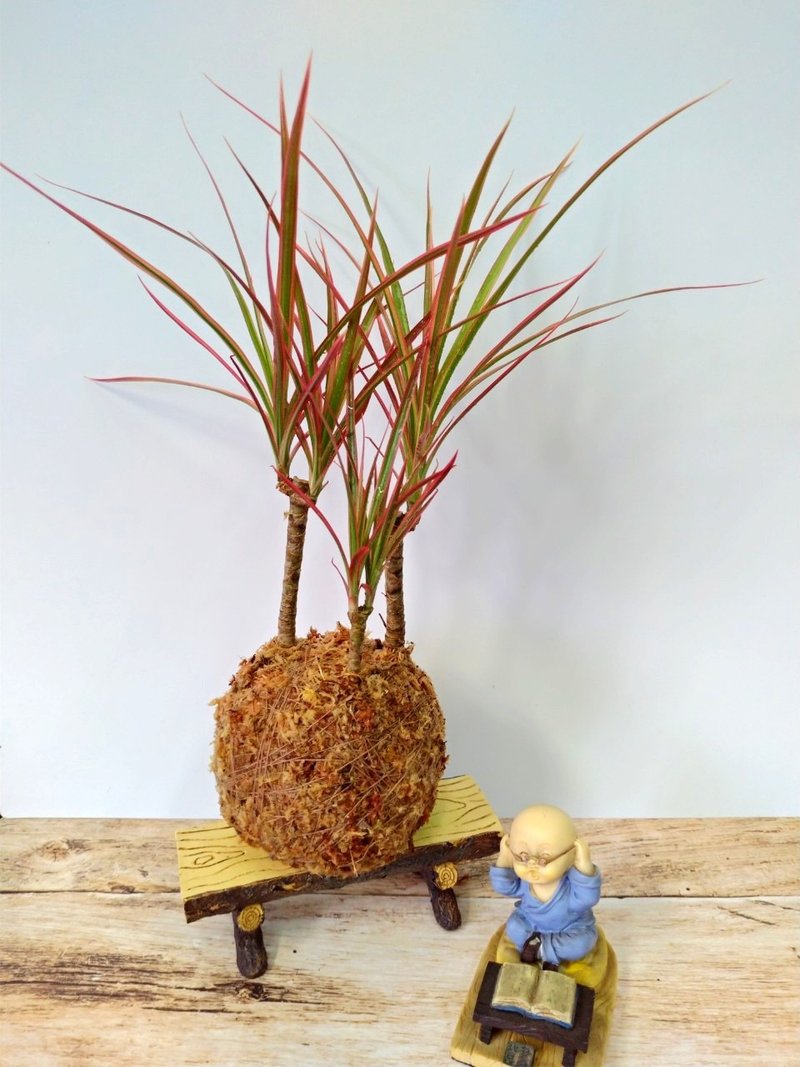 居家幸福苔球 苔玉 智利原色水苔 五行幸运植物 彩虹千年木 - 植栽 - 植物．花 