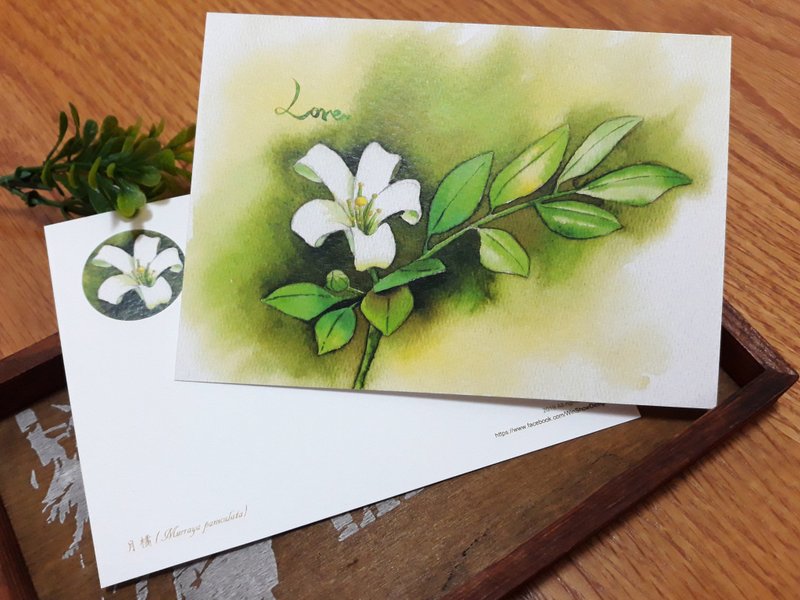 心花怒放月橘明信片单张35或三张100元或五张150元 - 卡片/明信片 - 纸 绿色