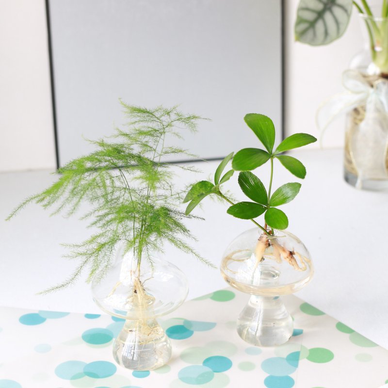 水培植栽│幸运铁树_室内植物 办公室盆栽 店内摆设 送礼 - 植栽/盆栽 - 玻璃 