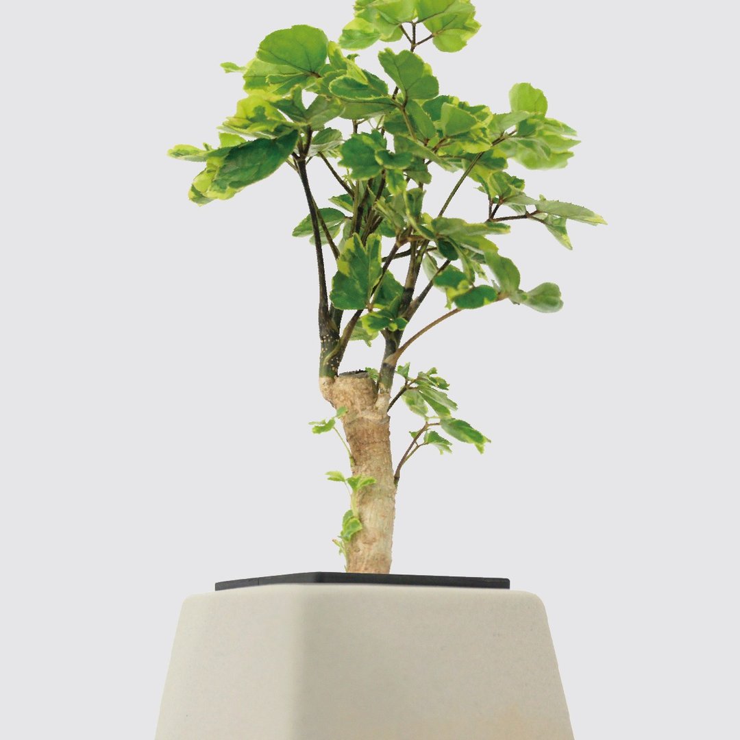 │ 方盆系列 │黄金福禄桐 - 送礼植物 办公室 水耕植物 室内盆栽 - 植栽/盆栽 - 植物．花 