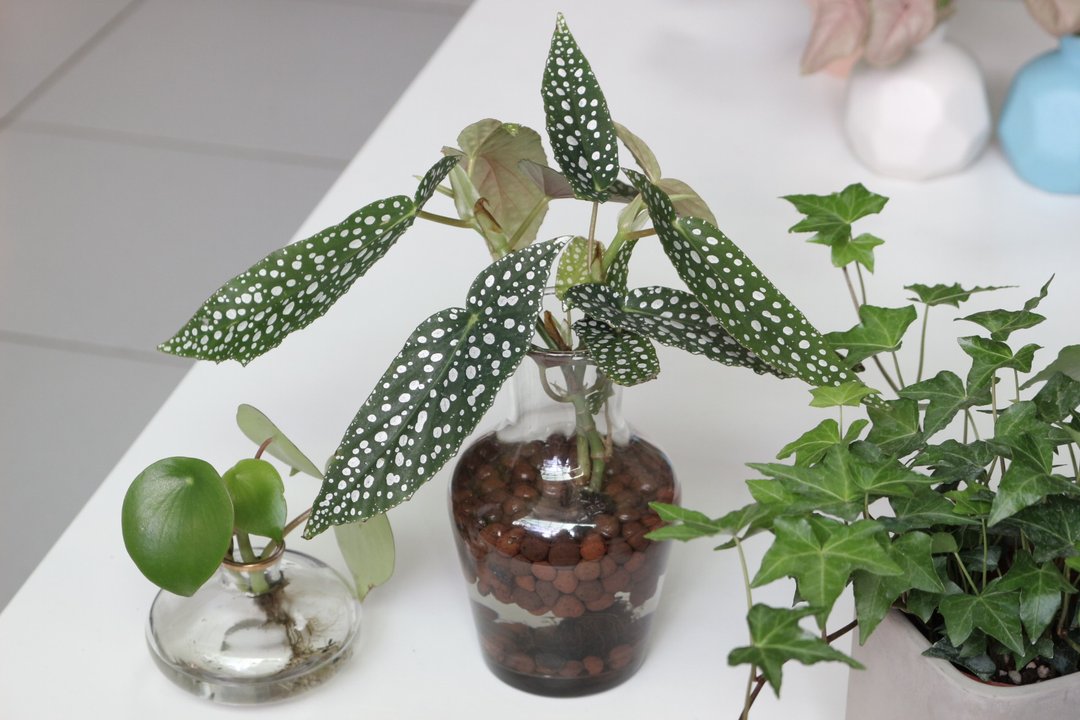 水培植栽│白冰秋海棠_室内植物 办公室盆栽 店内摆设 送礼 - 植栽/盆栽 - 玻璃 