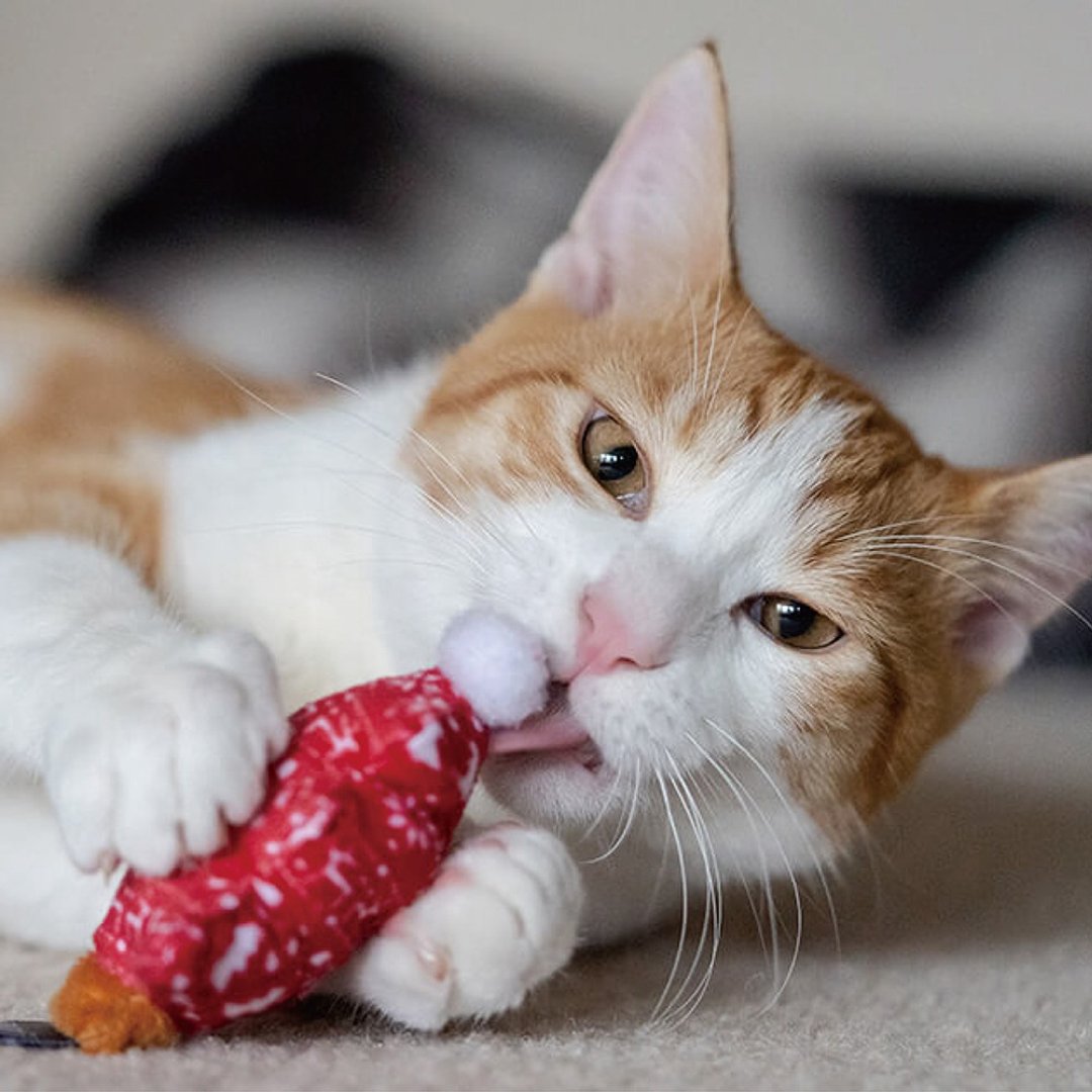 猫玩具 猫草 狂野猫咪 逗猫 喵喵圣诞节 - 玩具 - 环保材料 