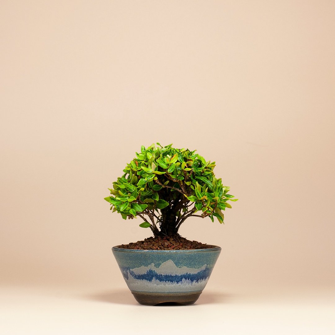 【迷你植物】黄金缩缅葛 居家 办公室盆栽 - 植栽/盆栽 - 植物．花 