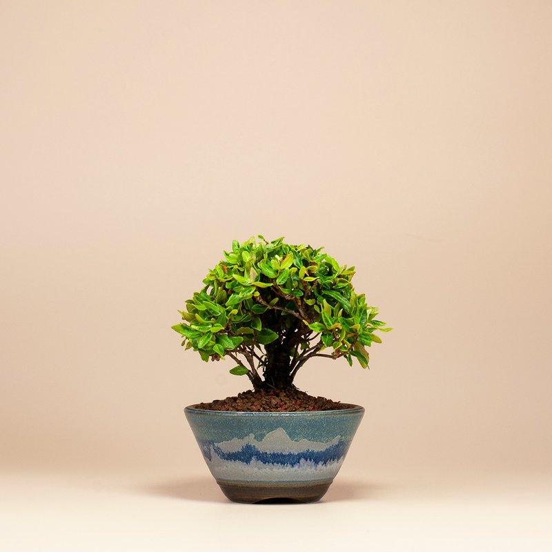 【迷你植物】黄金缩缅葛 居家 办公室盆栽 - 植栽/盆栽 - 植物．花 