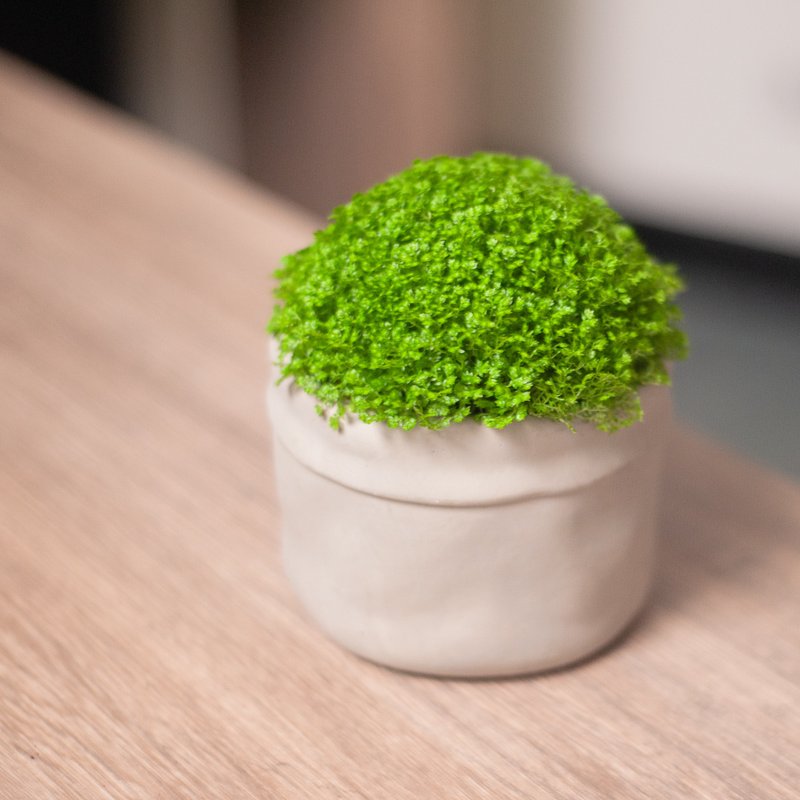 【限量造型】冰淇淋卷柏盆栽 观叶植物 室内种植 室外种植 送礼 - 植栽/盆栽 - 植物．花 绿色