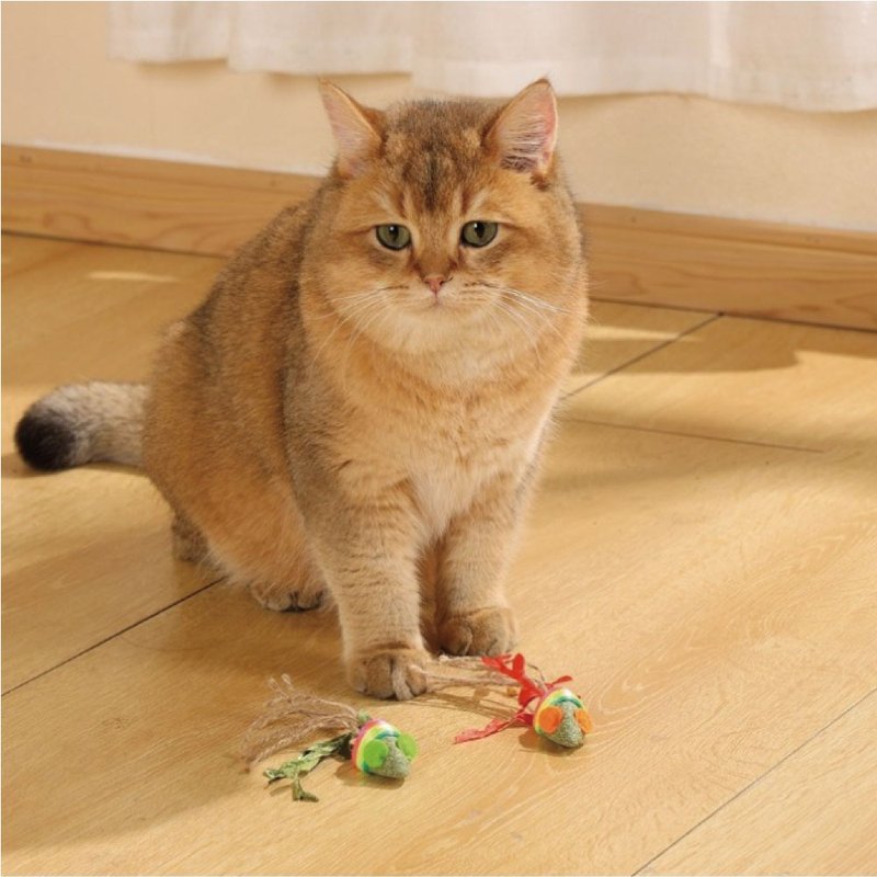 【MPETS】猫咪享受玩乐、追逐的时光! 魅力猫玩具(四款可选) - 玩具 - 其他材质 多色