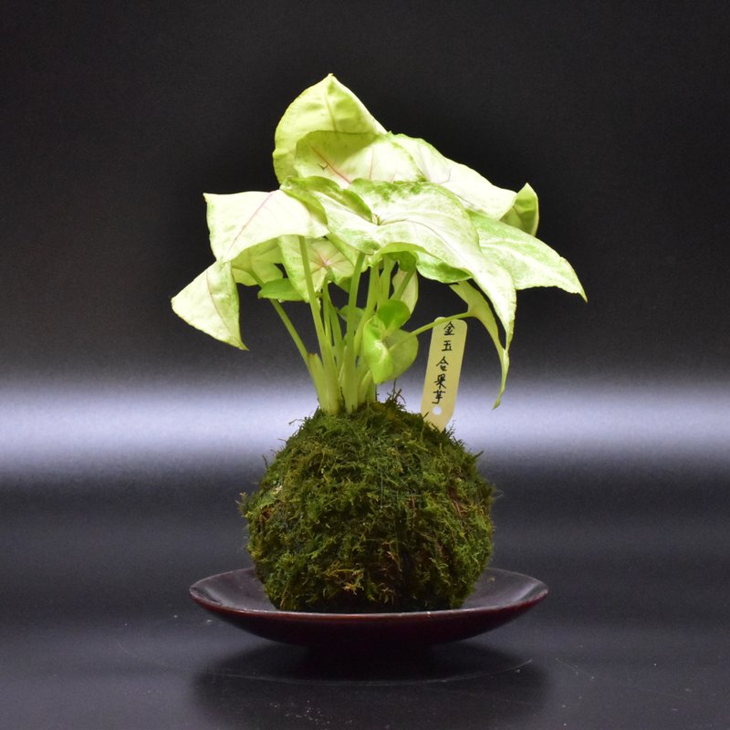 金玉合果芋苔玉 - 植栽/盆栽 - 植物．花 