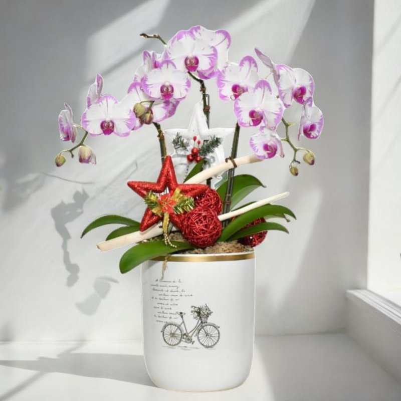 格兰花店 - 时来运转 粉色闪电大花蝴兰3棵 (GF00032) - 植栽/盆栽 - 植物．花 