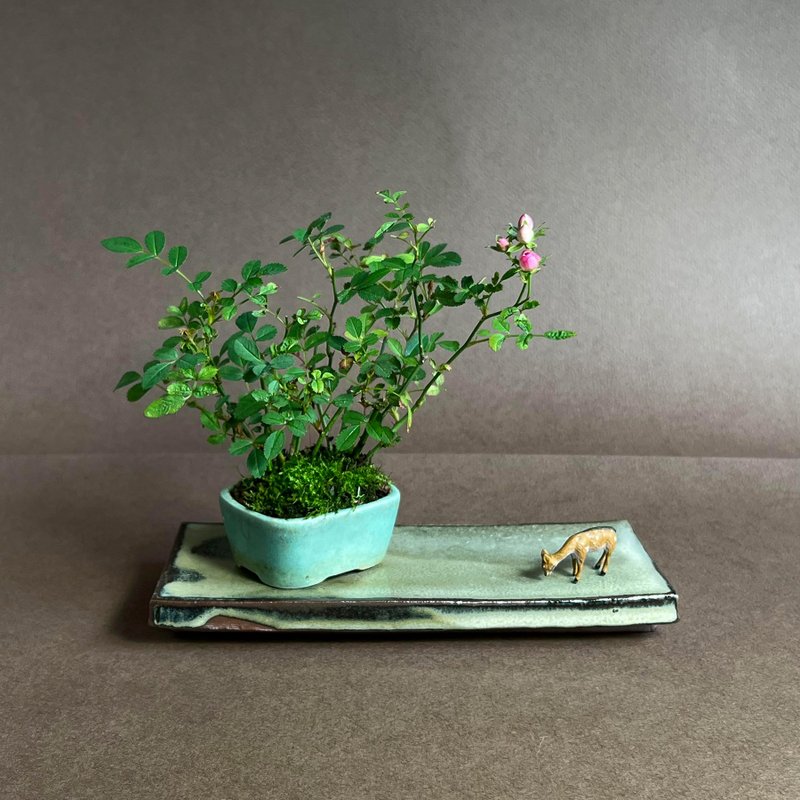 日本姬乙女 迷你蔷薇∣山野草 - 植栽/盆栽 - 陶 