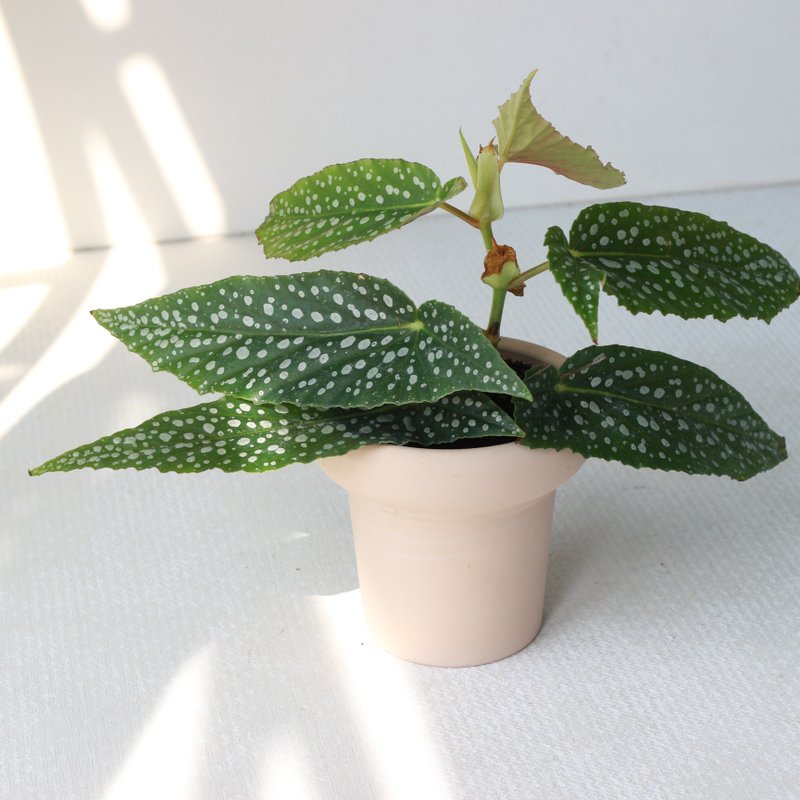 植栽 盆栽 l 白冰秋海棠 冰淇淋杯陶盆 草间弥生小星星 弱散光 - 植栽/盆栽 - 陶 