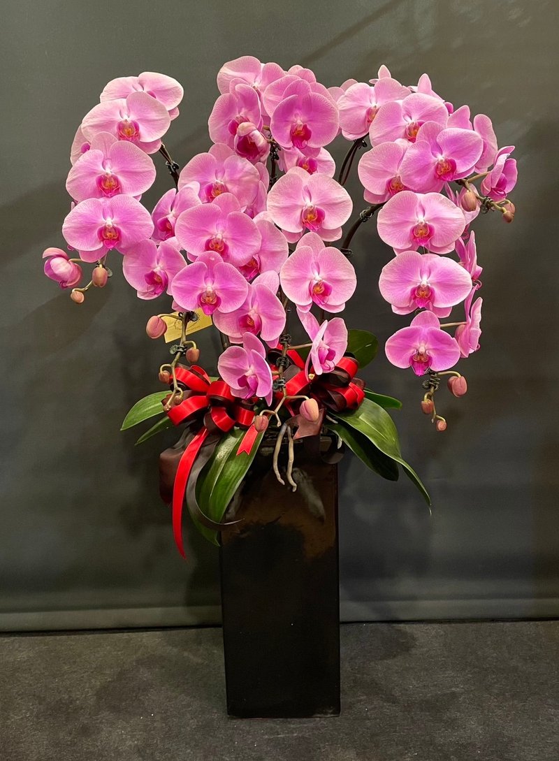 大樱花蝴蝶兰 NEW YEAR-20 - 植栽/盆栽 - 植物．花 