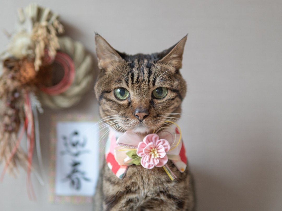 【2026新年】宠物领巾 猫咪/狗狗 椿领巾 - 粉 - 项圈/牵绳 - 棉 粉红色