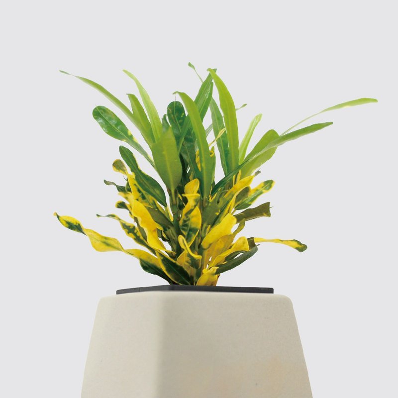 │ 方盆系列 │ 金钻变叶木 - 水耕盆栽 陶瓷盆器 室内植物 - 植栽/盆栽 - 植物．花 