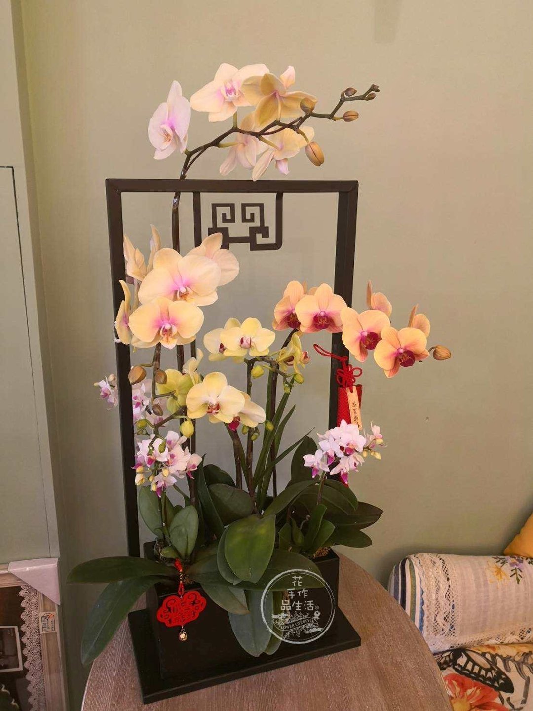 兰花自由配组合盆栽设计课程 - 植栽 - 其他材质 