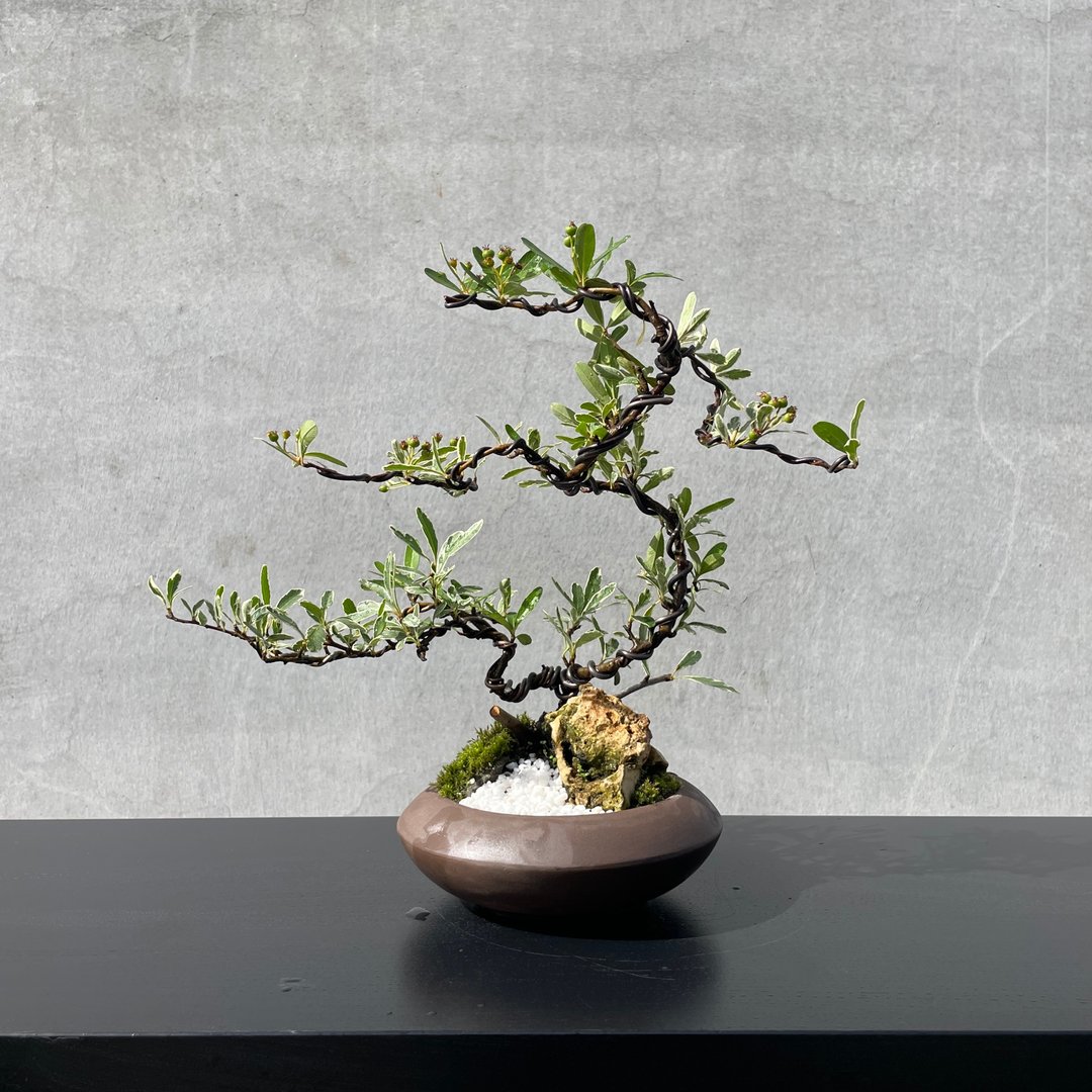 小品盆栽-斑叶状元红 盆景 送礼 - 植栽/盆栽 - 植物．花 