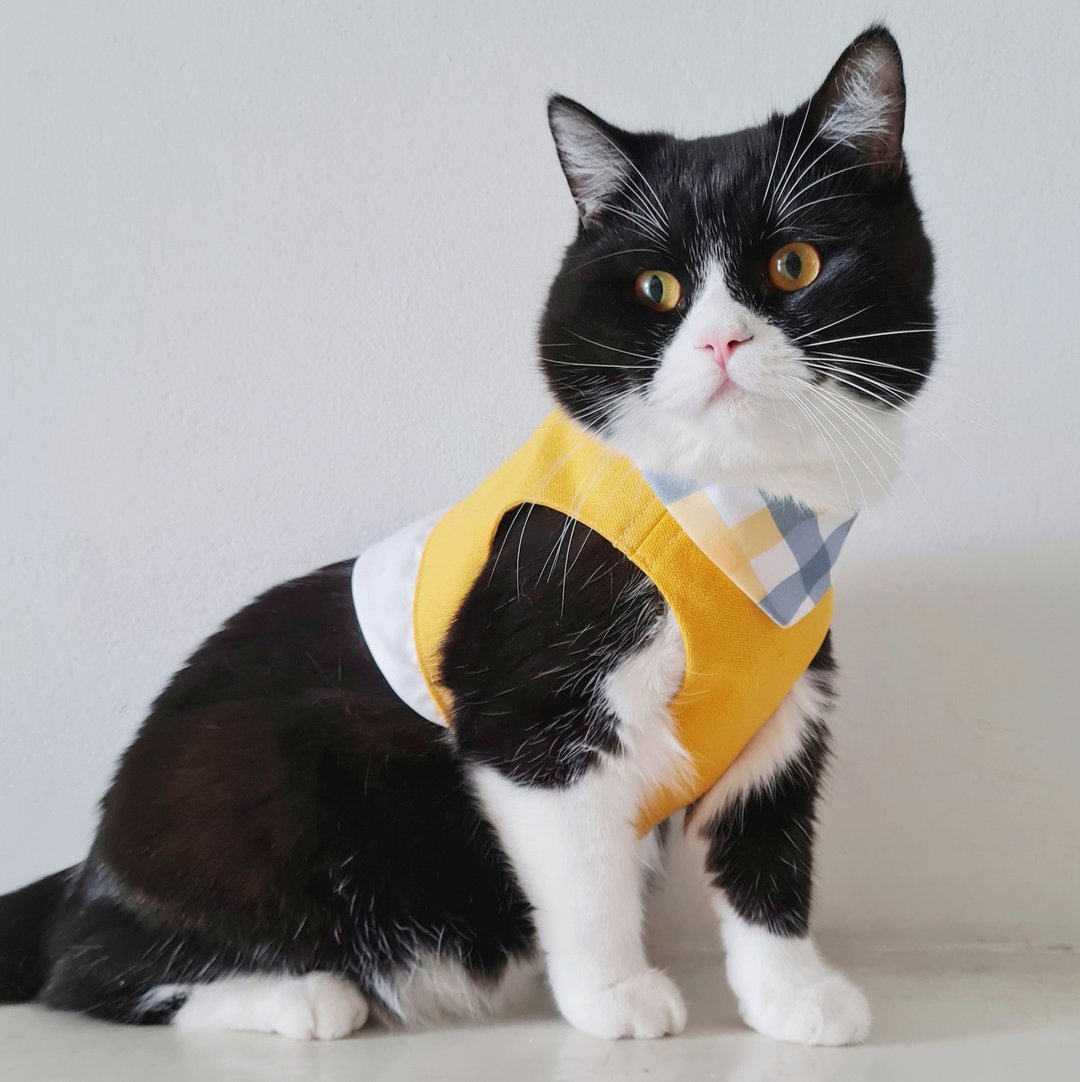 Yellow harness with leash.One size for Adult cat or small dog breeds. - 项圈/牵绳 - 棉．麻 黄色