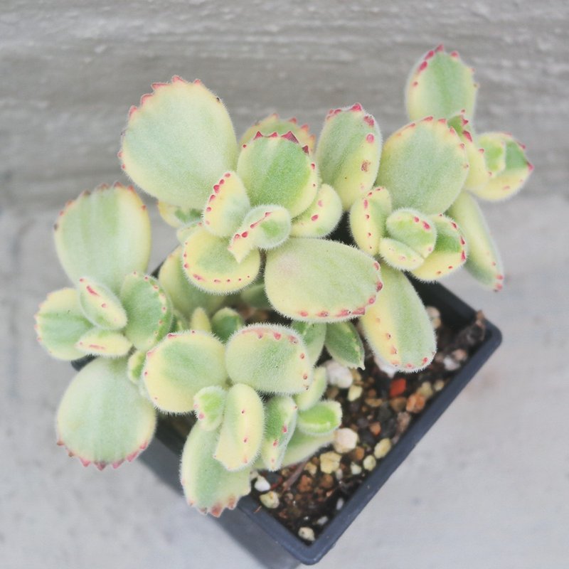 【豆豆多肉】【白熊】乔迁│送礼│升迁│多肉植物 - 植栽/盆栽 - 植物．花 