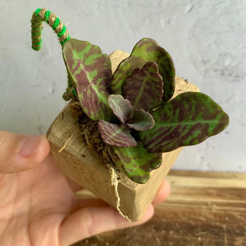 手工木作设计 盆栽摆饰 多肉植物 虎斑茄蓝叶 - 植栽/盆栽 - 木头 