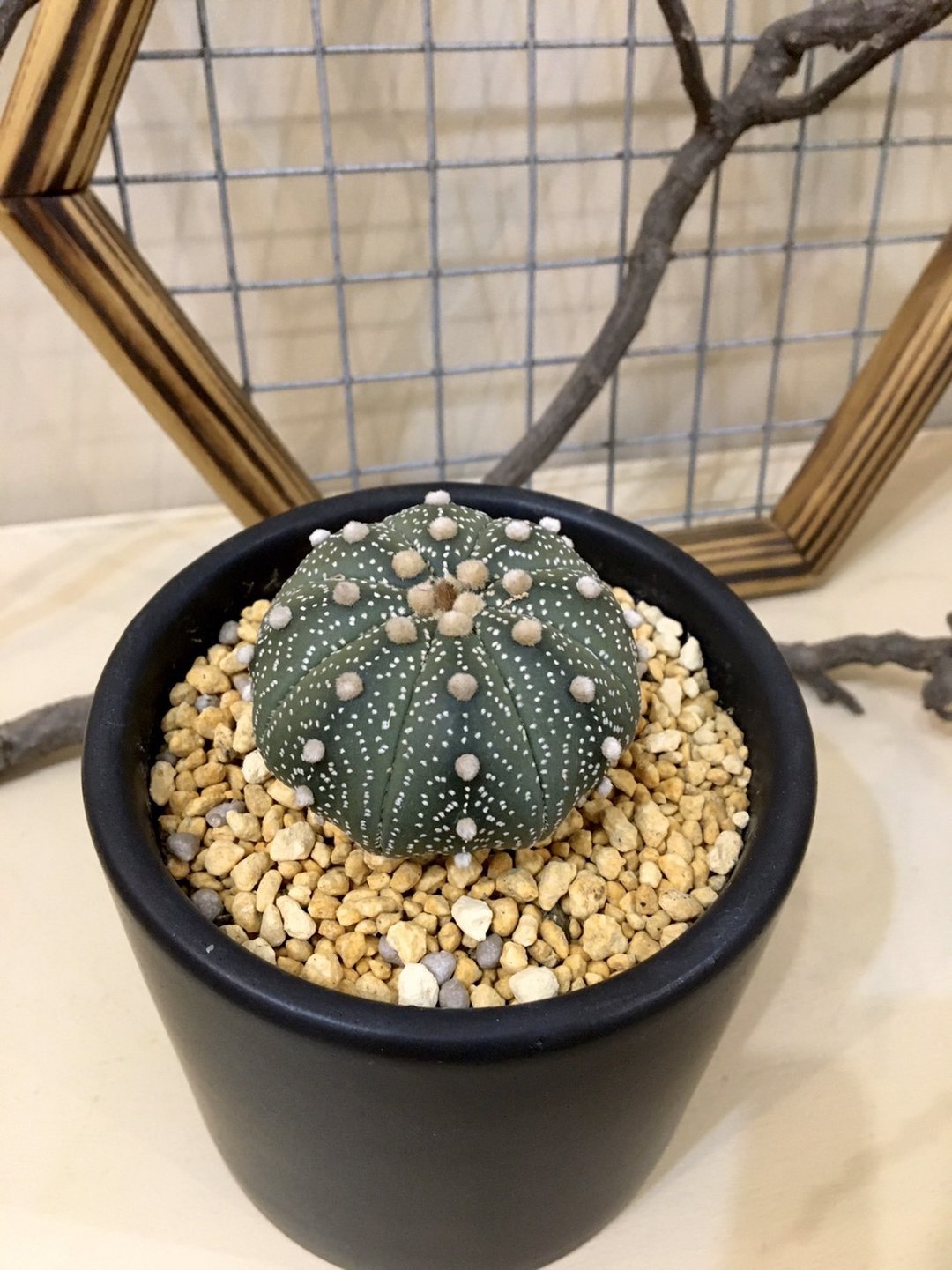 【星兜】兜 植物上板 多肉植物 观叶植物 室内植物 水泥盆 - 植栽/盆栽 - 植物．花 
