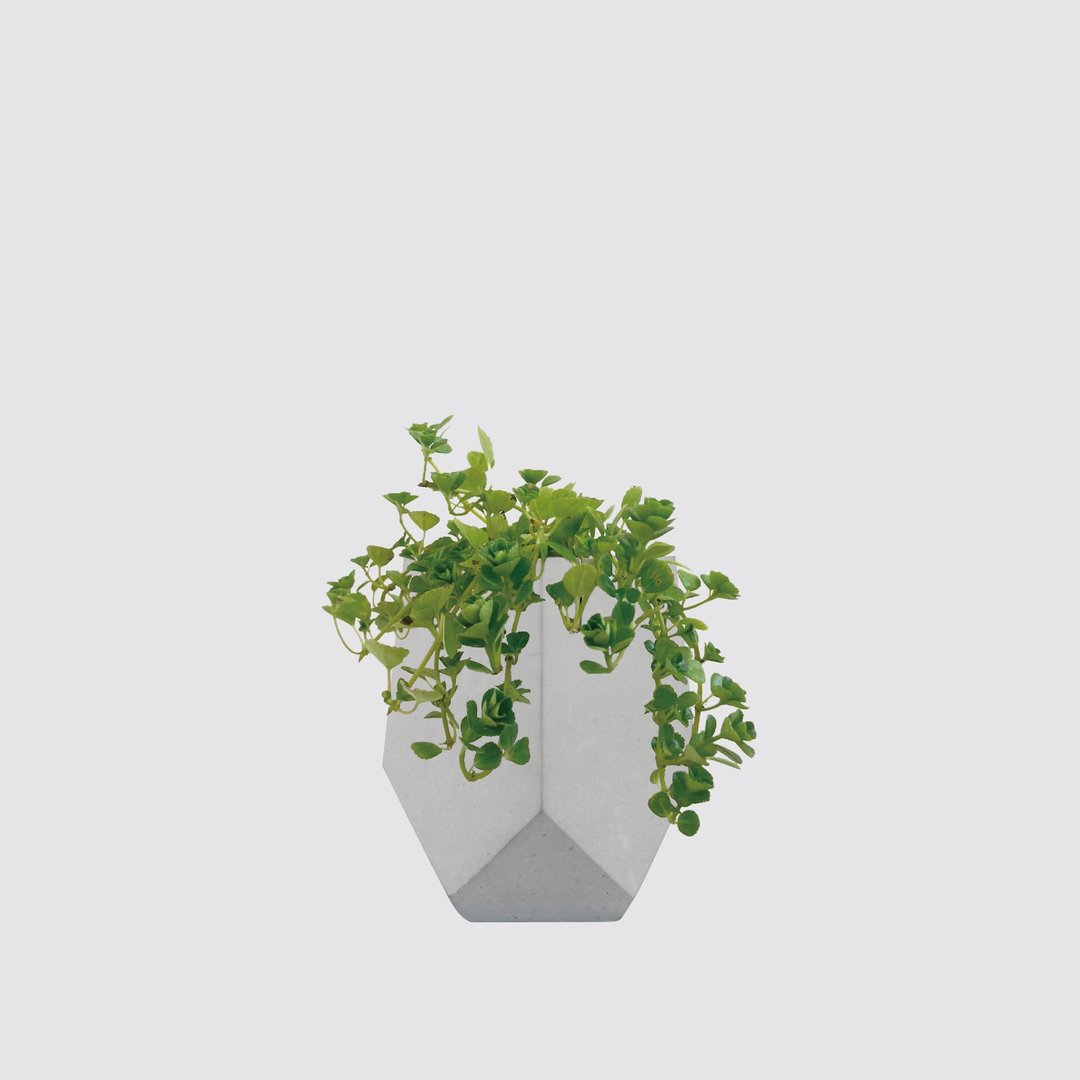 │ 水泥系列 │婴儿泪 - 宠物友善 垂吊 水泥 室内 水耕盆栽 - 植栽/盆栽 - 植物．花 灰色
