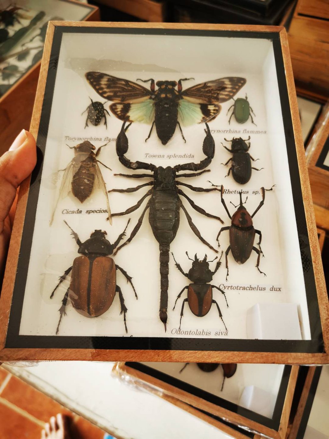 Set Bugs Insect Taxidermy Wood Box Display Home Decor - Tosena Splendida - 摆饰 - 木头 