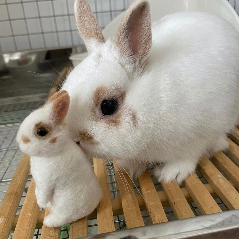 [定制化] [SS 尺寸] 羊毛毡兔子宠物我的孩子订购毛绒玩具娃娃礼物或礼物 - 玩偶/公仔 - 羊毛 